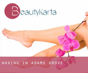 Waxing in Adams Grove